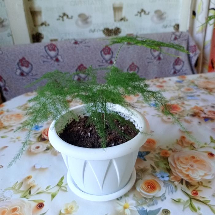 Комнатные цветы .