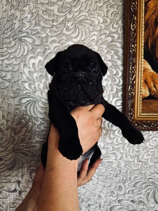 Французский бульдог