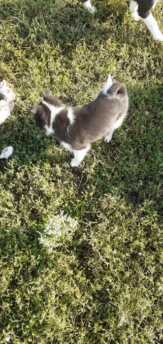 русско европейские щенки