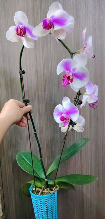 Орхидей гиганты Jincheng Sun