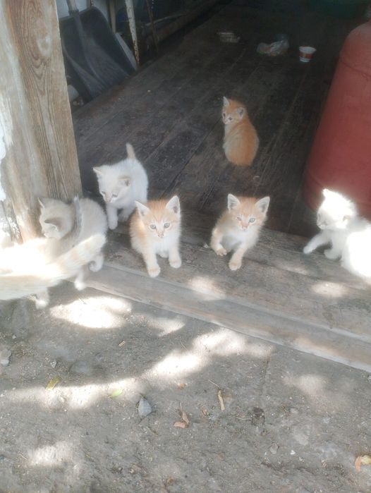 Отдам котят в хорошие руки