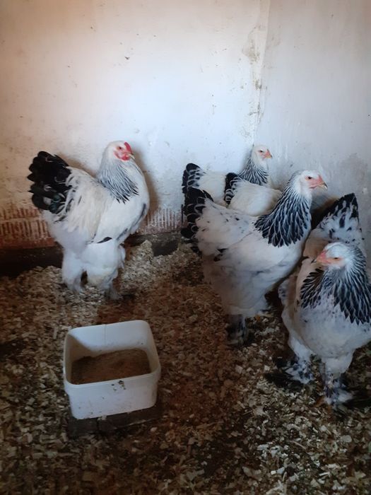 Ouă brahma herminat deschis