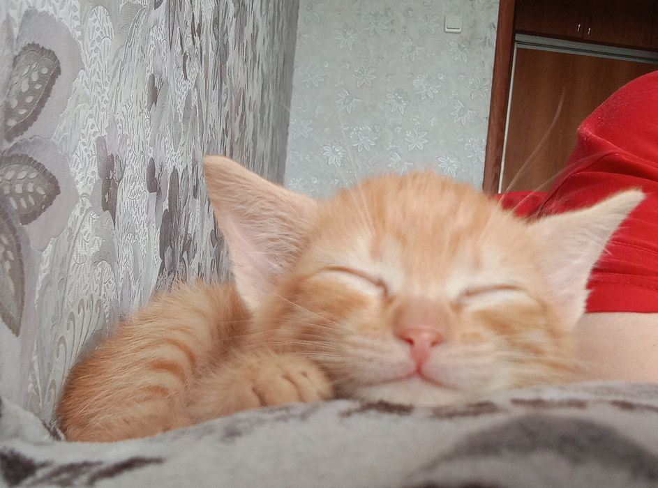 Отдам в добрые руки