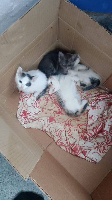 Отдаем котят в добрые руки, уральск