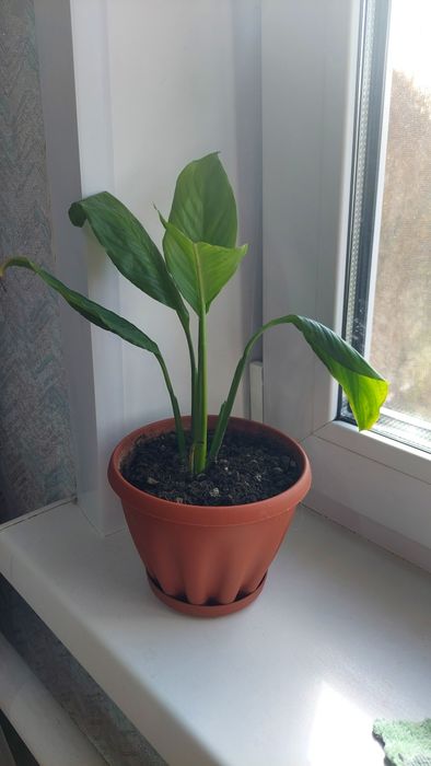 Продам цветок "Женское счастье"