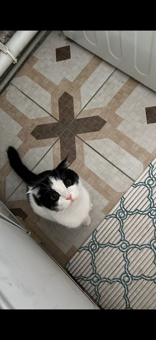 Отдается кошечка