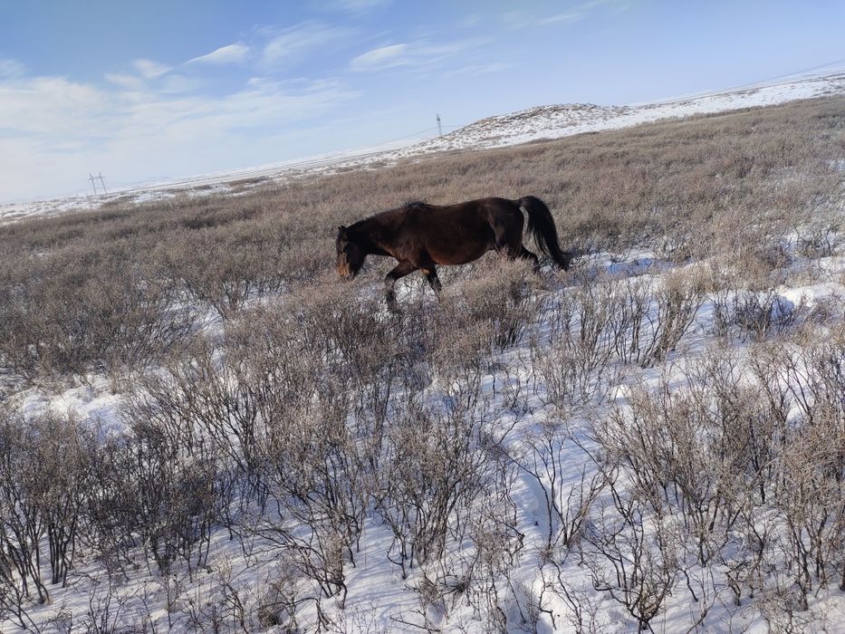 Айгыр мугалжар  жассы 4-5