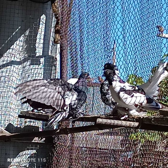 Голуби декоративные в Рудном.