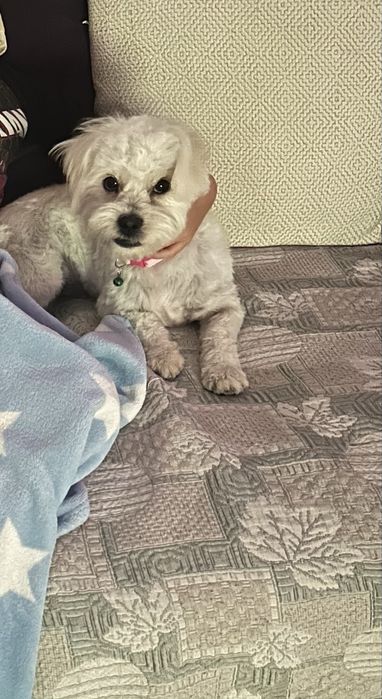 Bichon femelă, 1 an, caută familie iubitoare