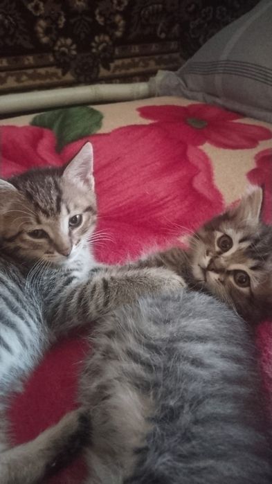 Отдам котят в добрые руки