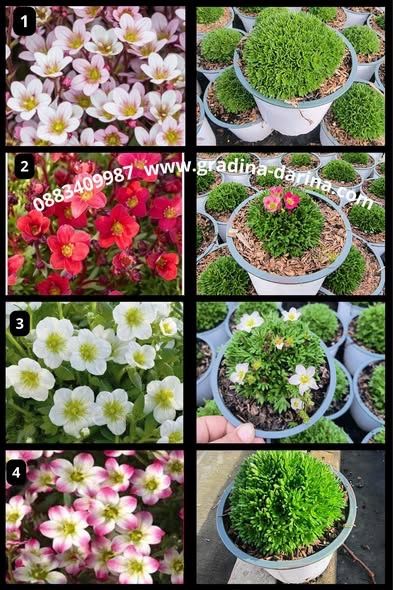 Саксифрага / каменоломка