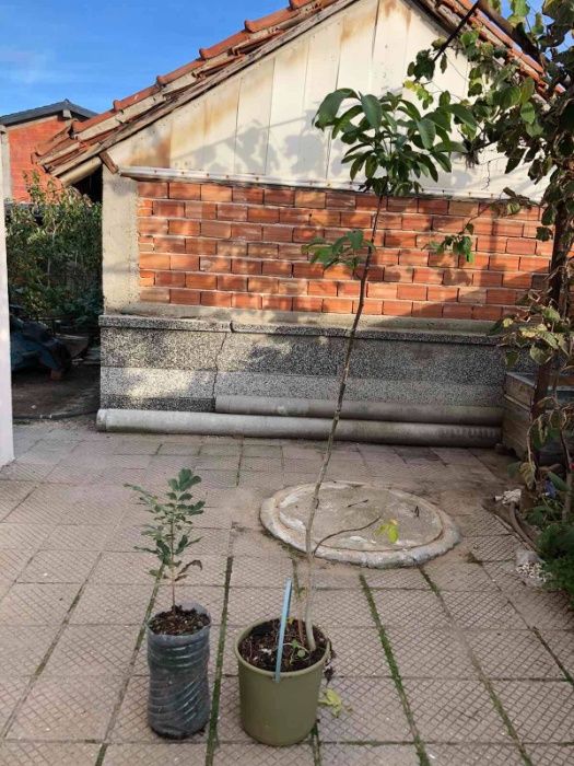 Продавам Орех Пекан