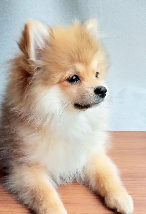 Померанский шпиц