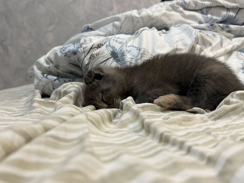 Вислоухий котенок