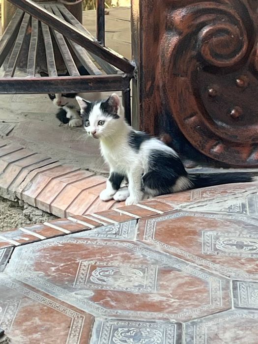 Отдаём в добрые руки котят