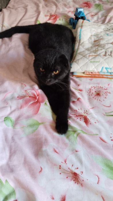 Продаётся идеалный фолд не дорого.