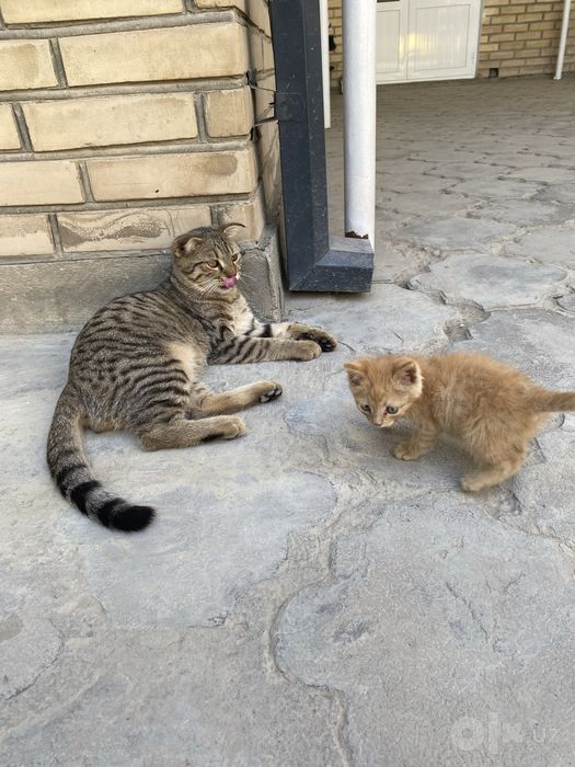 Котята в доьрые руки