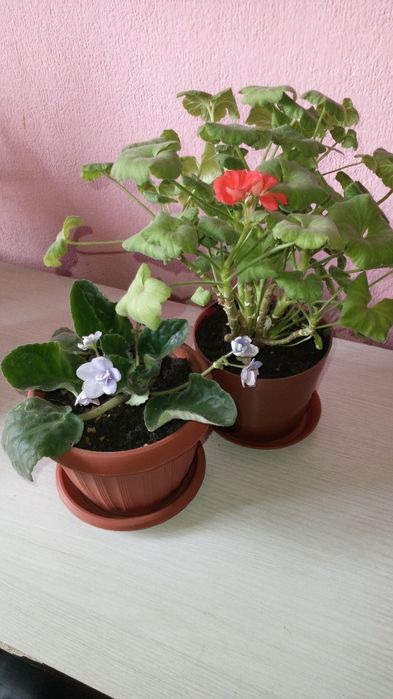 Герань комнатная