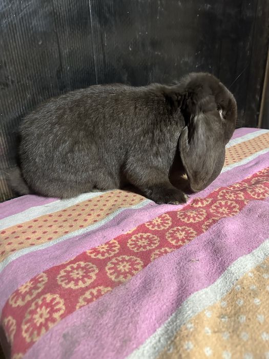 Iepuri berbec german