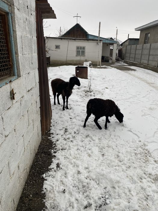 Продаеться овцы тұсақ пен ұрғашы тоқты