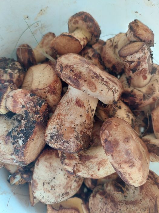 Продаю грибы коровники