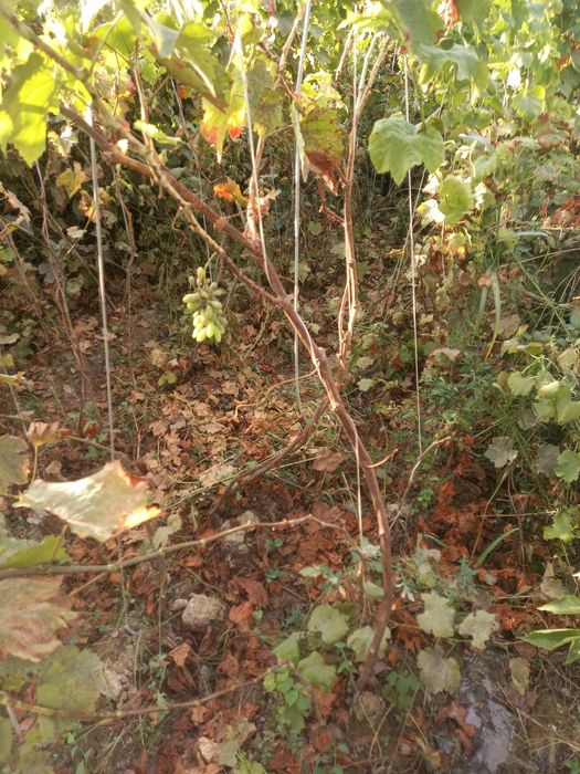 Uzum kochatlar 3 yillik