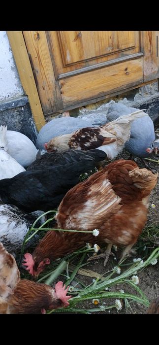 Яйца домашние Майкудук