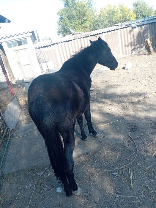 Продам лошадь кушает все