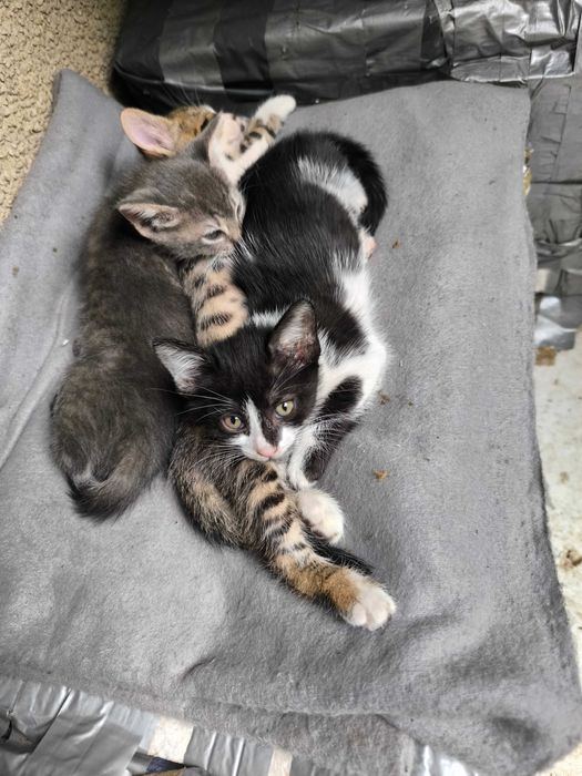 Здравейте, търся осиновители с добри сърца за тези малки котачета