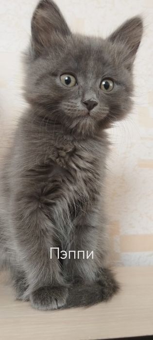 Продаются породистые котята