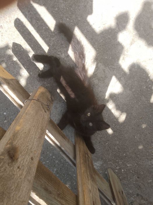 Подарявам малки котета