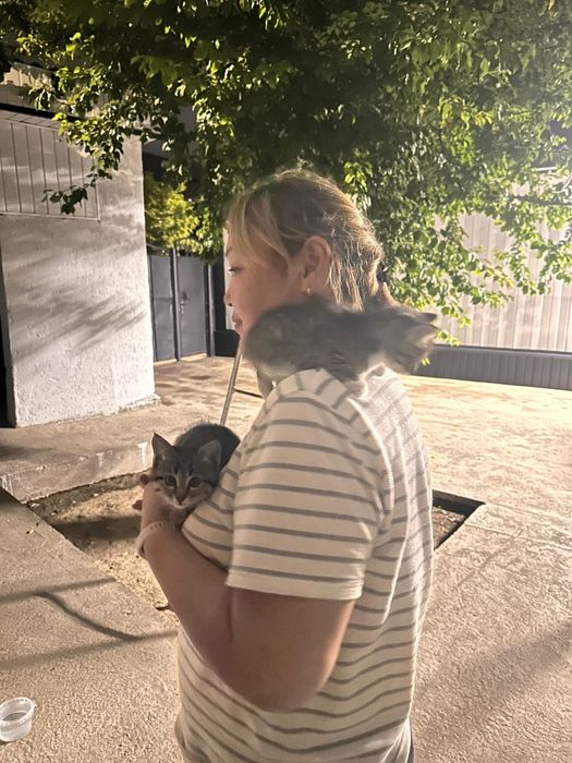 Котята бесплатно в хорошие руки