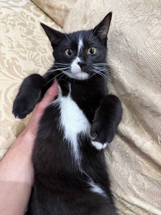 отдадим в хорошие руки маленького котенка