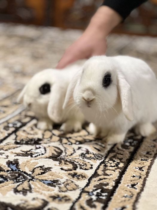 Zotli quyonlar sotuvda bonusga 3ta odiy quyon qoshberiladi