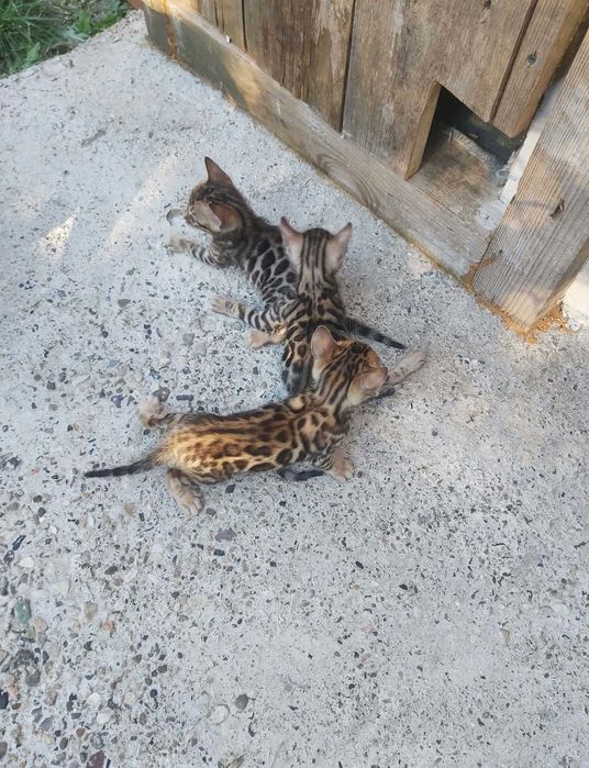 Чистокръвни Бенгалски котки