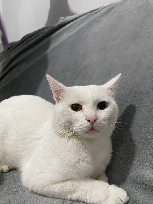 Отдаем котика в добрые руки