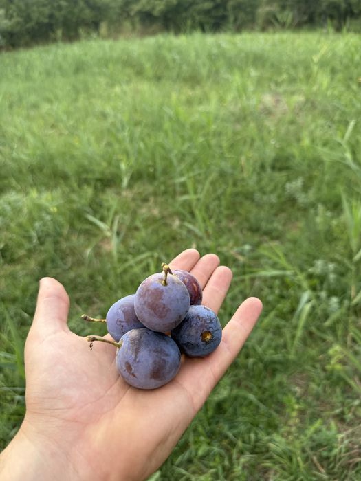 Prune grase bio 100%  pentru țuica