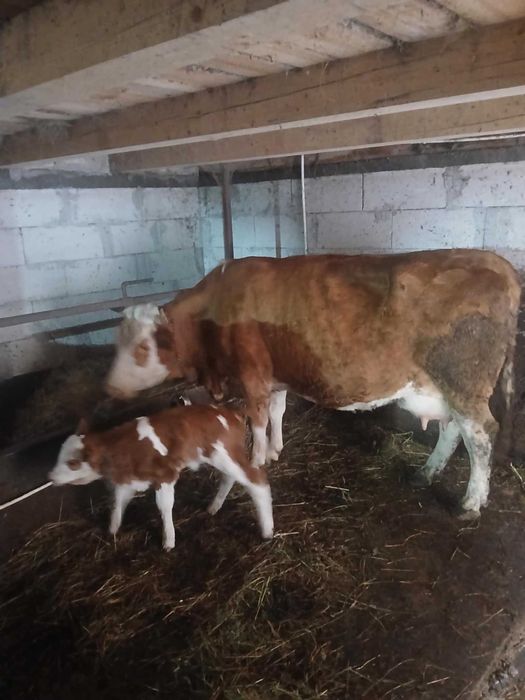 Vand vaca la a treia fătare si vițel
