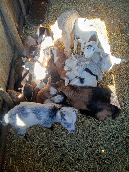 Vănd 28 de capre 18 capre cu 18 iezi sunt fătate restu urmeză să fete