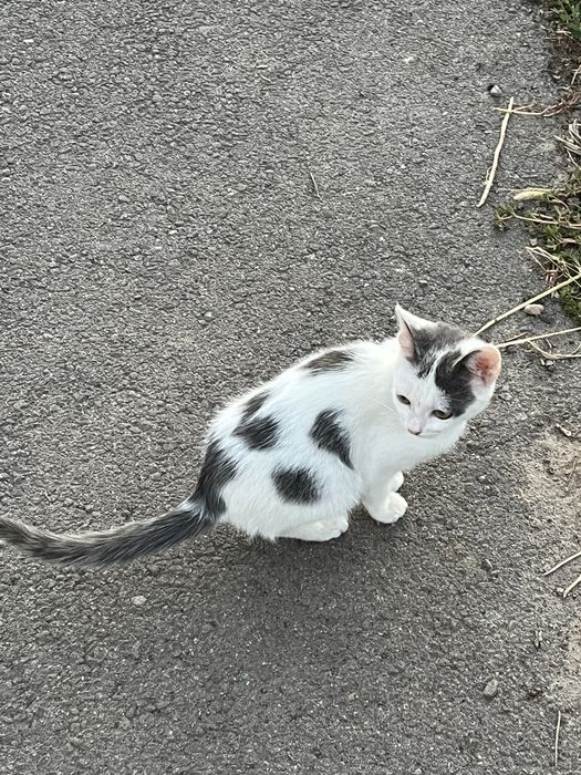 !Отдам котенка в добрые руки.Срочно!