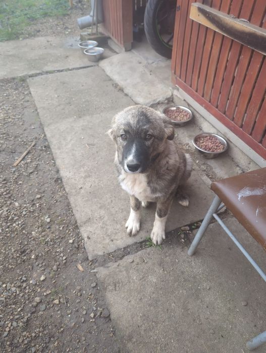 Caine ciobănesc pui