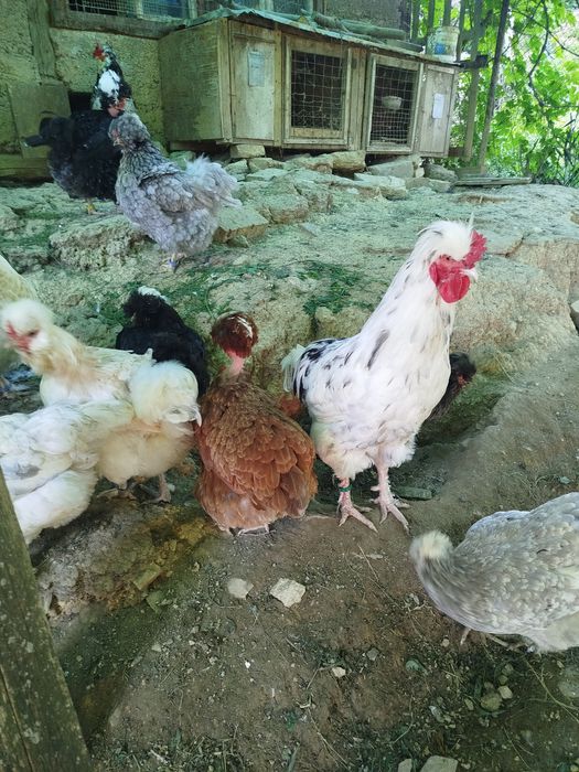 Vând găini moțate