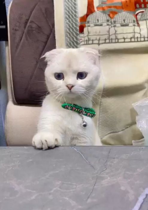 scottish fold shinshila