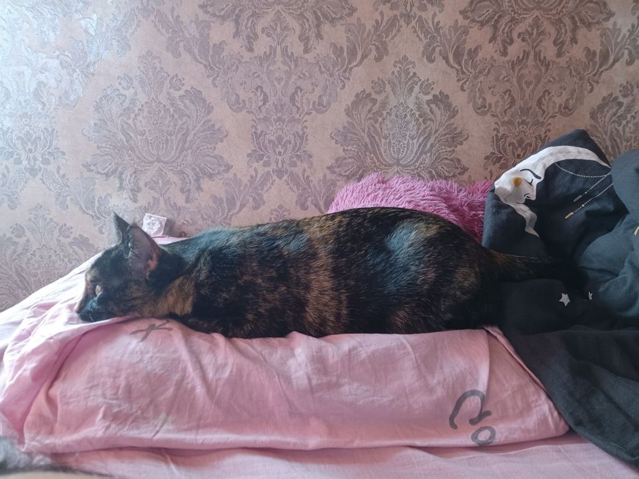 Отдам кошку в добрые руки