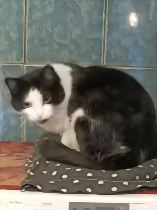 Отдам в добрые руки кошек