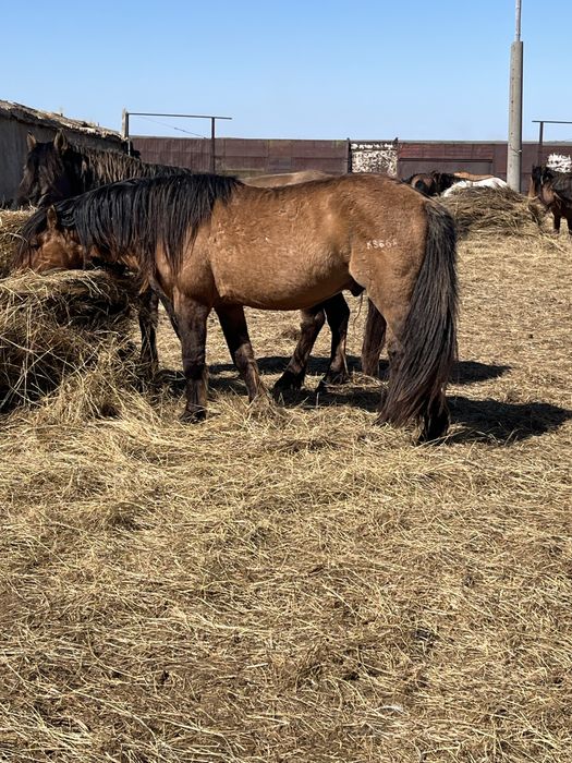 Продается жеребец