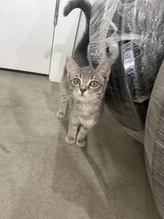Котенок в добрые руки