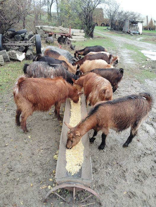 Vând 27 de capre și un țap