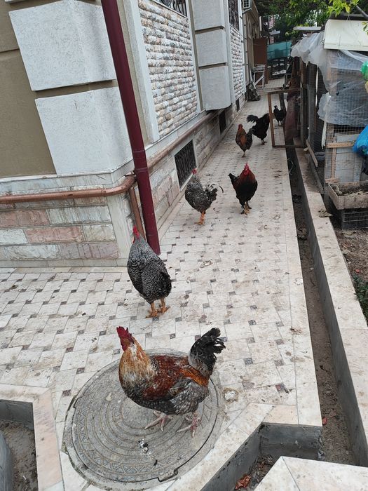 Петухи домашние (хурозлар)