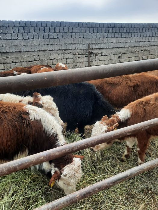 Быки Ак бас потсостар